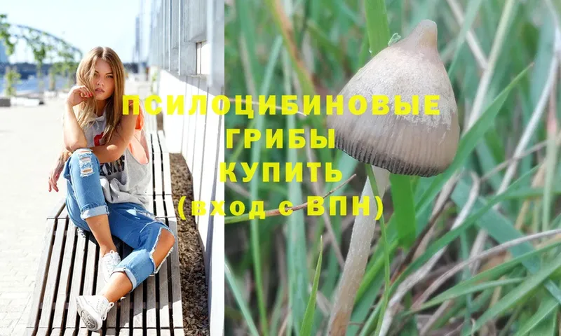 кракен как зайти  Бобров  Галлюциногенные грибы Psilocybe 